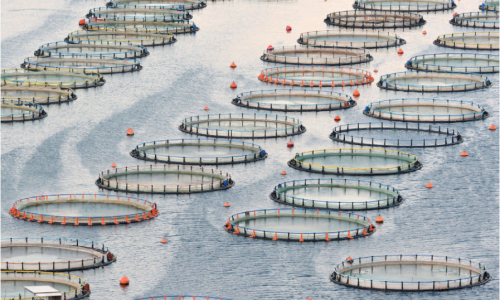 Aquacultures footprint