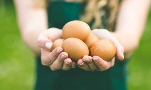 Animal Sourced Foods